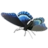 Picture of Red Spotted Purple