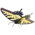 MMS125 - Tiger Swallowtail
