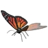 MMS123 - Monarch Butterfly