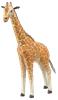 Picture of Giraffe