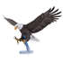 Picture of American Bald Eagle