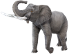 Picture of African Elephant