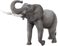 Picture of African Elephant