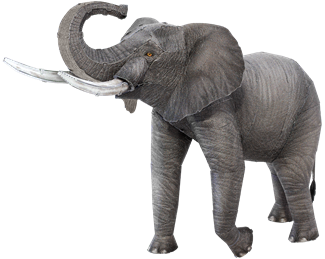 Picture of African Elephant