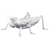 ME1033 - Grasshopper