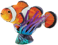 Show details for Clownfish Picture of Clownfish