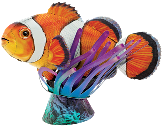 Picture of Clownfish