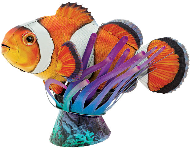 Picture of Clownfish