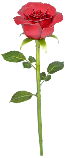 Picture of Red Rose