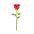 Picture of Red Rose