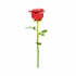 Picture of Red Rose