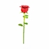 Picture of Red Rose