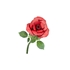 Picture of Red Rose