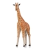 ME1014 - Giraffe