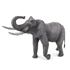 ME1043 - African Elephant