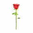 ME1057 - Red Rose